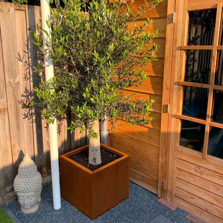 Cortenstaal Plantenbak Miami 50x50cm diverse hoogtes - Pbcomi500x500x500 5 1 - Cortenstaal Plantenbak Miami 50x50x30cm