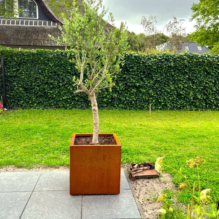 Cortenstaal Plantenbak Miami 60x60cm diverse hoogtes - Pbcomi600x600x600 12 1 - Cortenstaal Plantenbak Miami 60x60x30cm