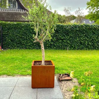 Cortenstaal Plantenbak Miami 60x60cm diverse hoogtes - Pbcomi600x600x600 12 1 - Cortenstaal Plantenbak Miami 60x60x30cm