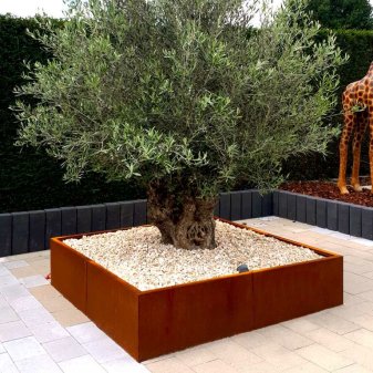 Cortenstaal Plantenbak Miami XXL 160x160cm diverse hoogtes - Pbcomixl1600x1600x400 1 - Cortenstaal Plantenbak Miami 160x160x30cm